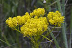 Low pinebarren milkwort